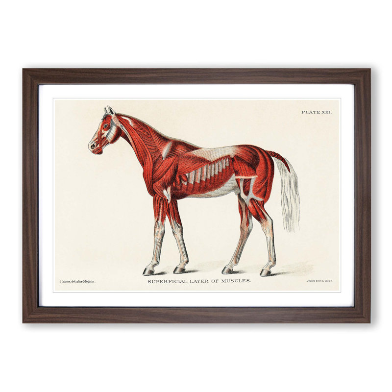 Anatomy Of A Horse - Single Picture Frame Painting, 45cm H x 63cm W x 2cm D, Walnut Framed