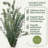 Fresh Eucalyptus Bunch 10 Stems