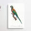 The Blue-Winged Macaw Parrot by F. Levaillant - Wrapped Canvas Print-55359074