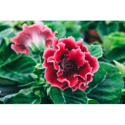 Blooming Pink Gloxinia par Dedmityay - Photographie sur toile tendue