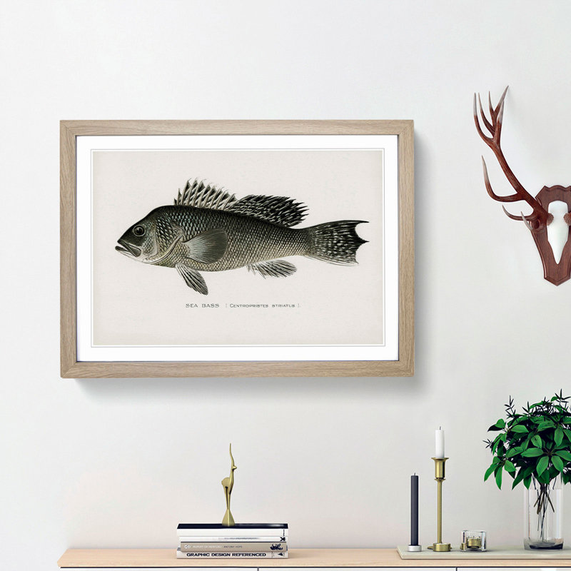 Sea Bass Fish by Sherman F. Denton - Framed Print, 36cm H x 48cm W x 2cm D, Oak Framed