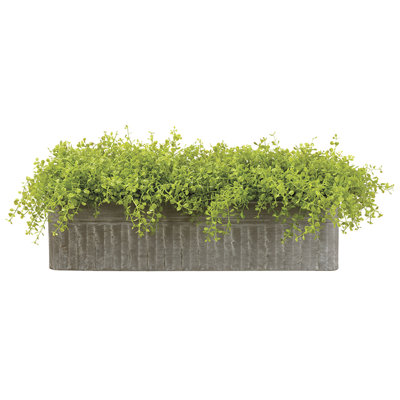 8"Hx15"Wx26"L Baby's Tears In Tin Planter