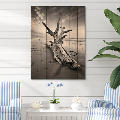 " Beach Driftwood Photo III "