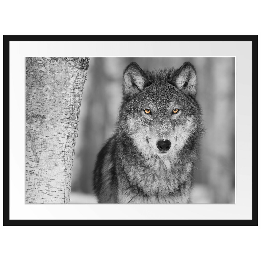 Gerahmtes Poster Wunderschöner wachsamer Wolf