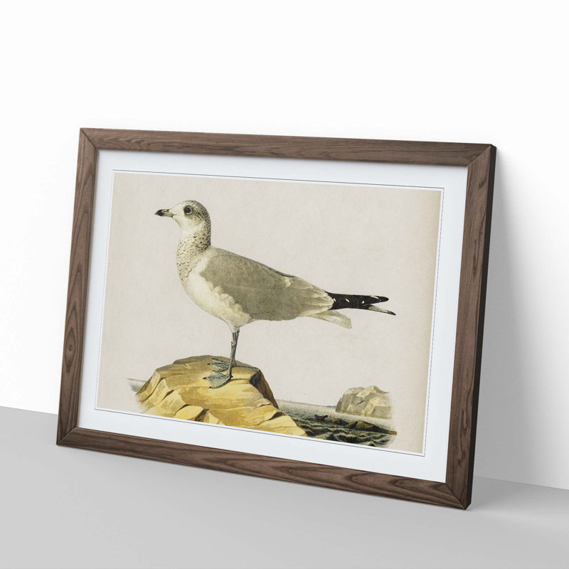 Common Gull by Von Wright - Picture Frame Painting Print, 36cm H x 48cm W x 2cm D, Walnut Framed