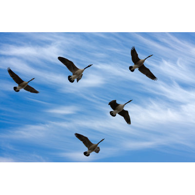 " Migrating Geese " by Scol22