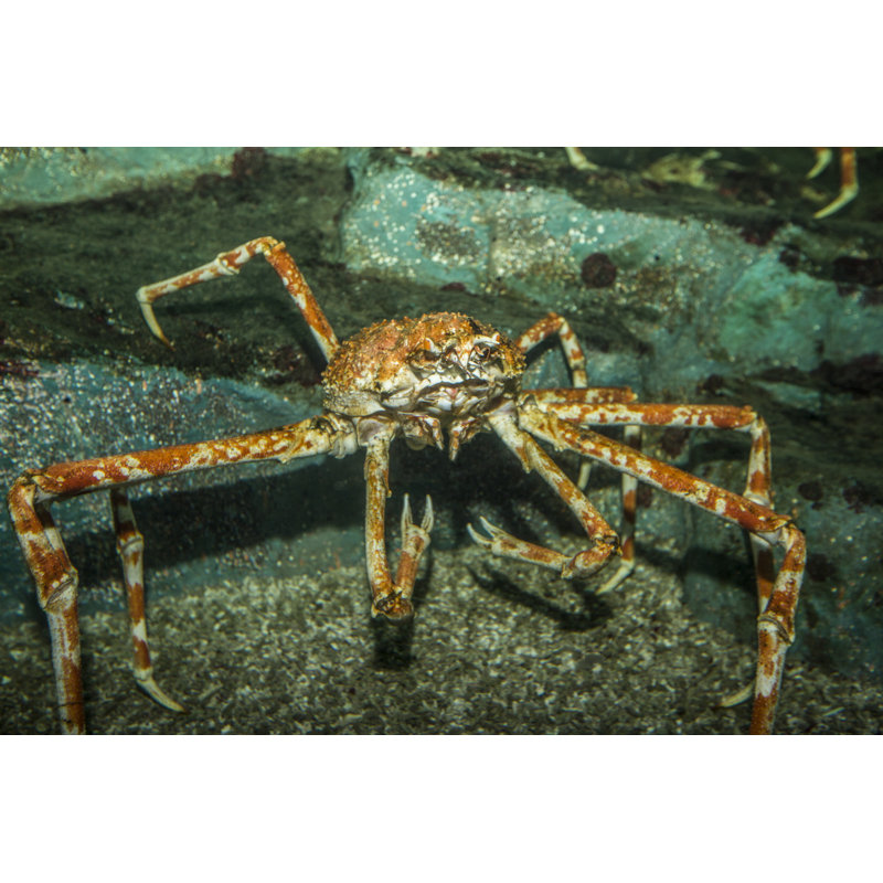 King Crab In Water by Guillaume749 - Wrapped Canvas Print, 30cm H x 46cm W