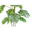 TREE MONSTERA GROWER 5FT
