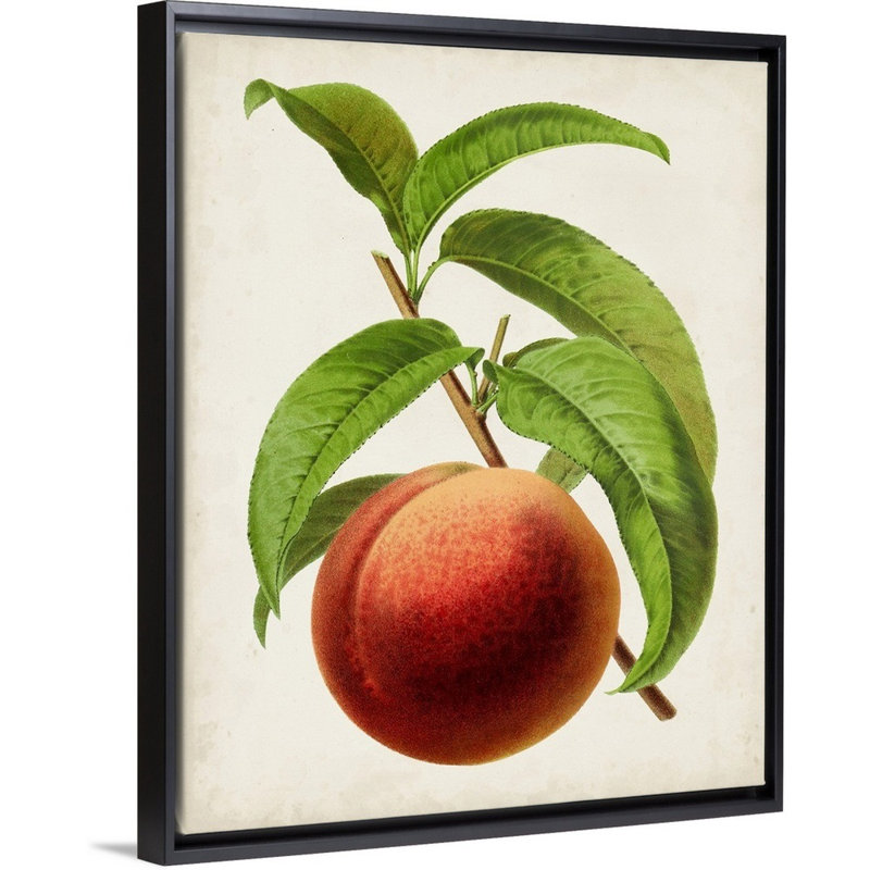 Antique Fruit V - reproduction d'art sur toile, Cadre flottant noir, H 31,7 po x l 25,7 po x P 1,75 po