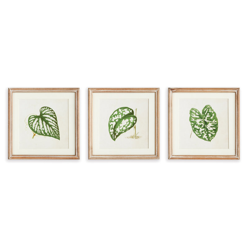 Violeta Leaf Cuttings Petite - ensemble de 3 impressions encadrées