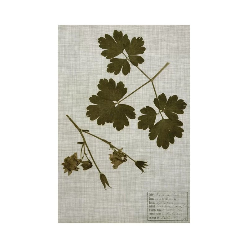 Pressed Leaves On Linen I by Vision Studio - Wrapped Canvas Print, 66.04 cm H x 45.72 cm W