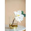 Tige de magnolia