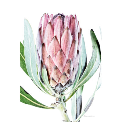 Dreamy Protea I