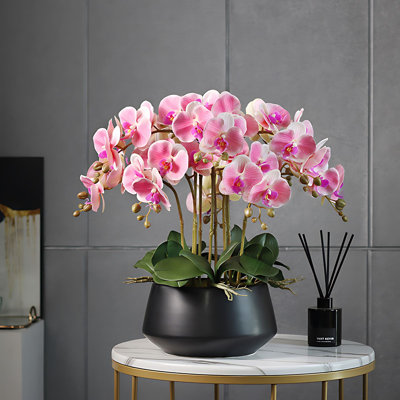 Orchid Arrangement in Pot