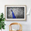 Peacock with Its Feathers Spread - Picture Frame Graphic Art Print-55739113-55739115