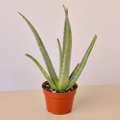 House Plant Shop Live Succulent Plant in Ceramic Planter