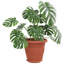 Round Flower Tray 24 Pcs Plastic-942248922-942248923