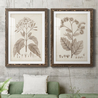 Antique sépia botanicals III - ensemble de 2 reproductions d'art sur papier encadré