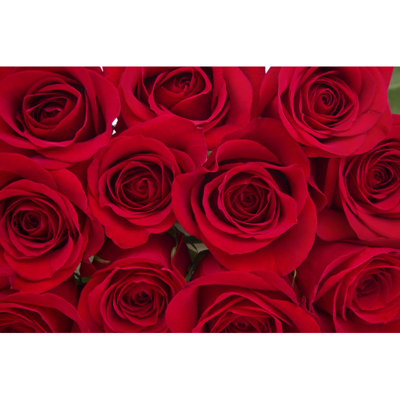 Red Roses by Liliboas - Wrapped Canvas Print, 30cm H x 46cm W x 3.8cm D