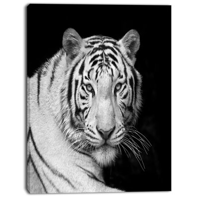 " Staring Bengal White Tiger "