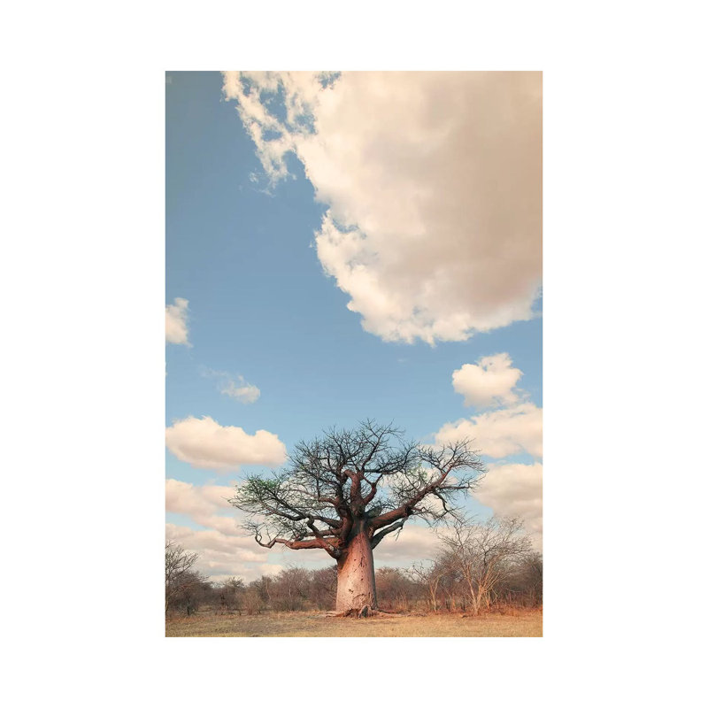 Naye Naye Baobab I by Klaus Tiedge - Print on Canvas, Wrapped Canvas, 66.04 cm H x 45.72 cm W x 1.91 cm D
