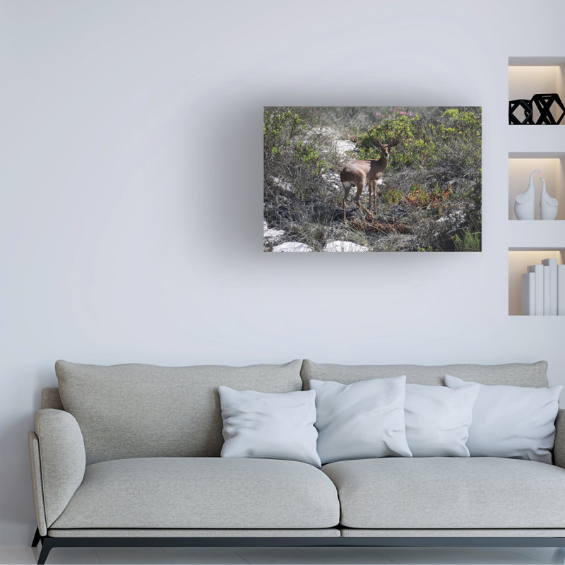 Bolog Bob Langrish Steenbok Canvas Art, 30" H x 47" W