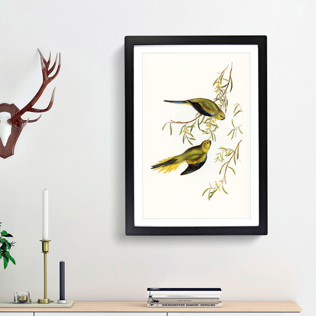Elegant Grass-Parakeets by Elizabeth Gould - Picture Frame Painting Print