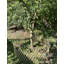 Brown Willow Picket Border Edging