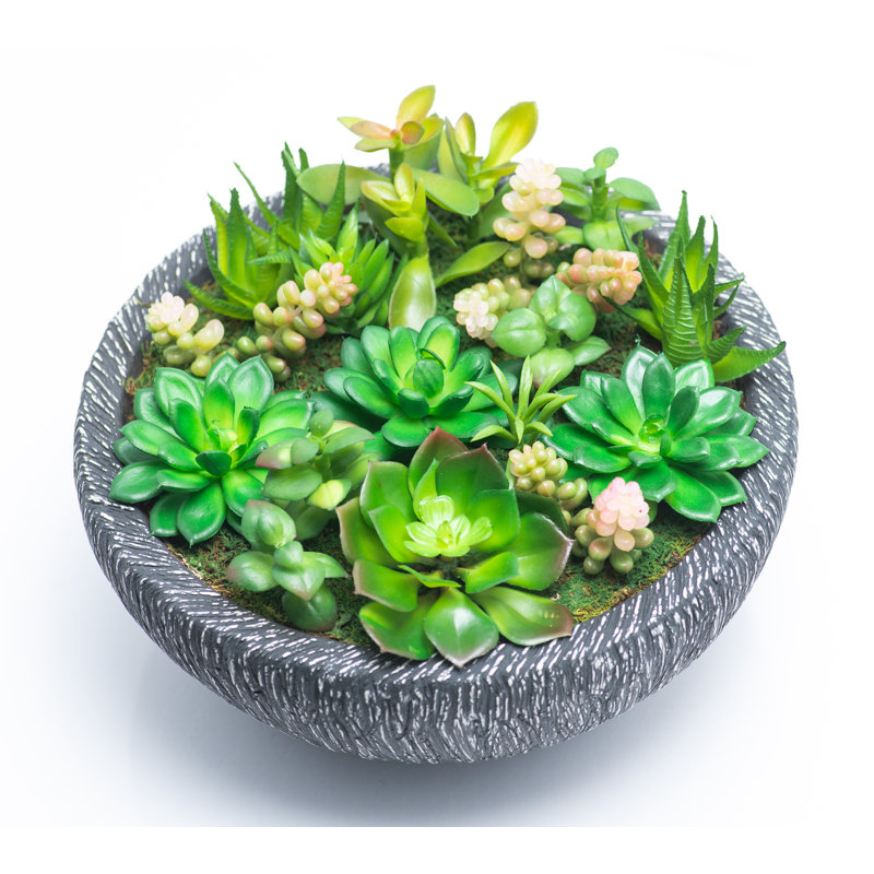 Assortiment de plantes grasses en pot