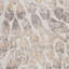 Wilbraham Abstract Area Rug-39958197