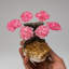 Genuine Rose Quartz Clustered Gemstone Tree On Citrine Matrix (4")