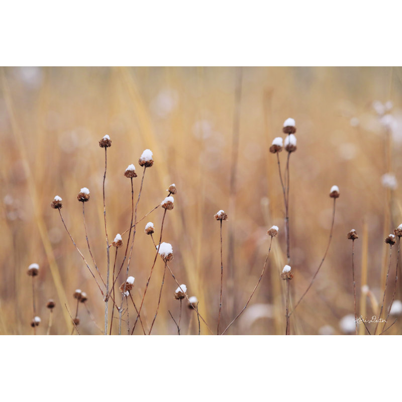 «Snow Capped Wildflowers» par Lori Deiter - impression, Gold Floater Framed Canvas, Non, H 12 po x l 18 po