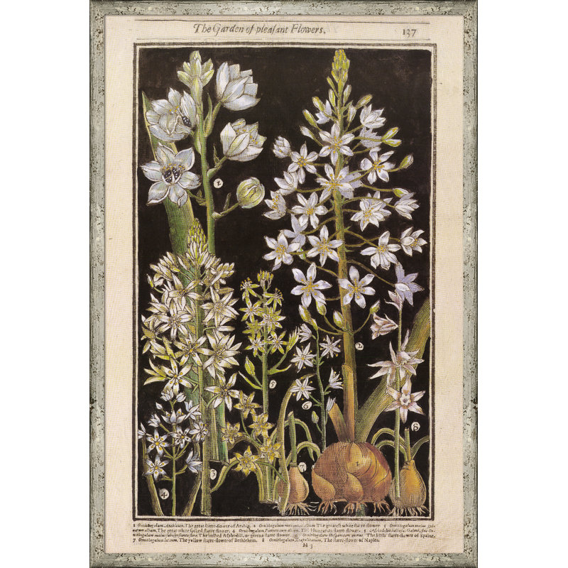 Black Background Botanicals Print