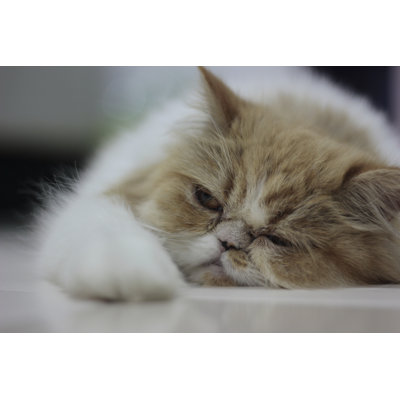 Sad-Faced Cat - Wrapped Canvas Print