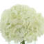 Hydrangea In Glass Vase