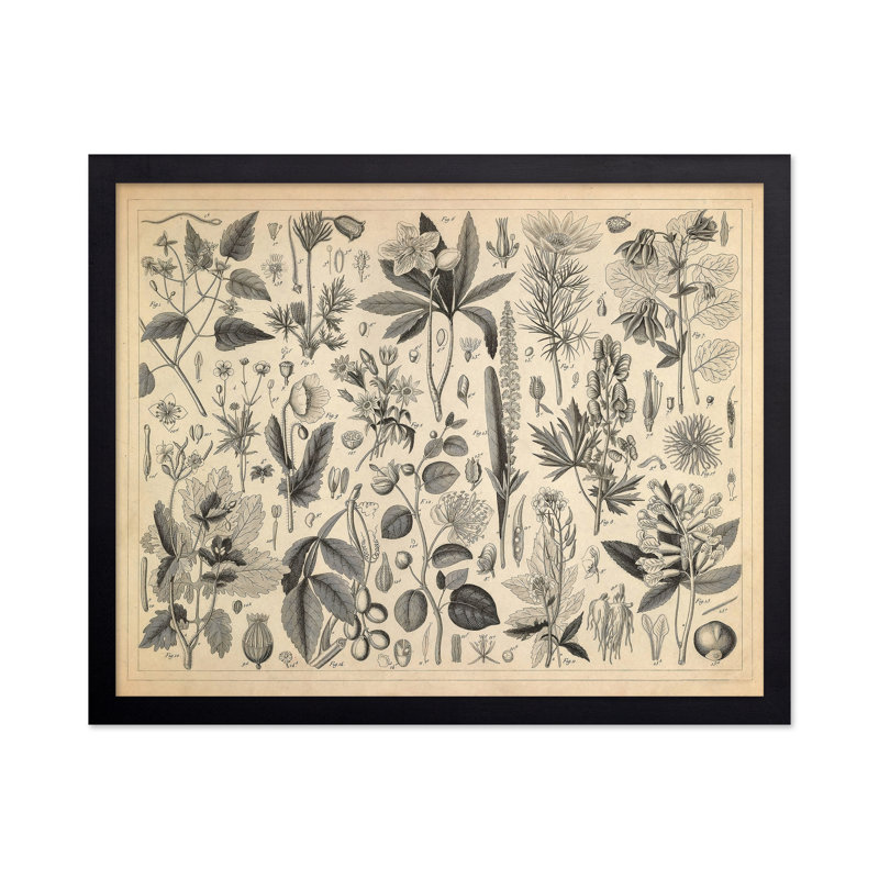 Plantes cultivées des renonculacées et autres familles, Black Framed, Poster, 08"H x 10"W