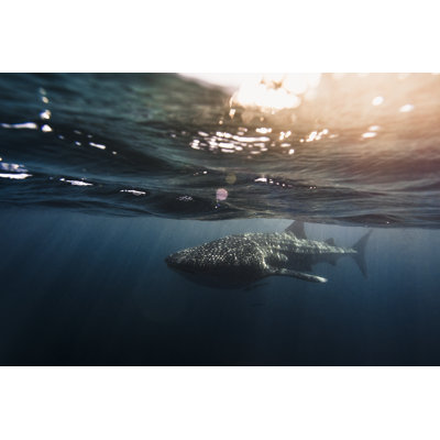 Baleine par Philip Thurston