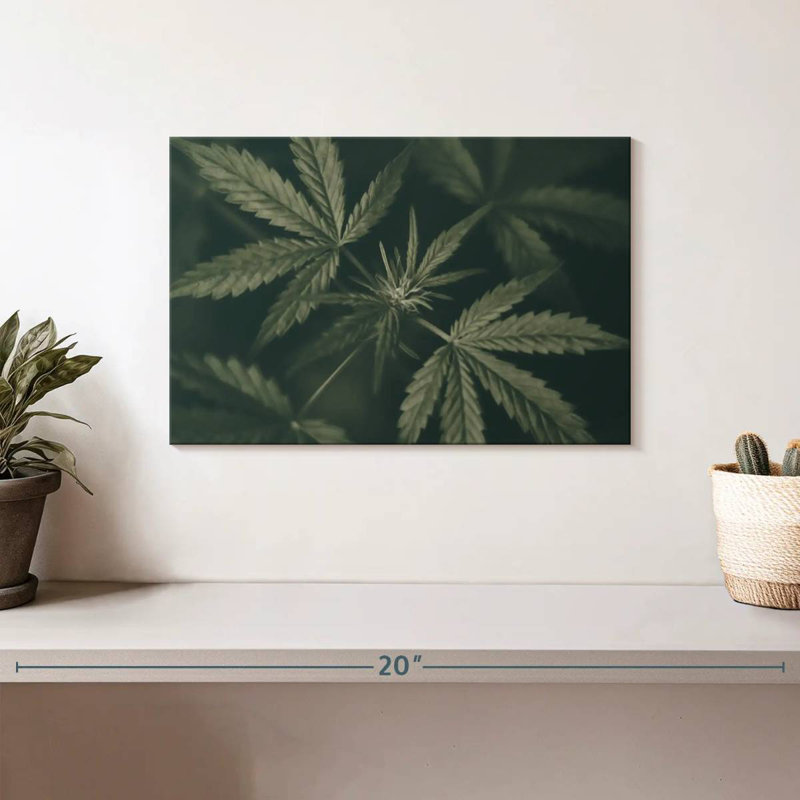 Marijuana feuillue, H 8 po x l 12 po