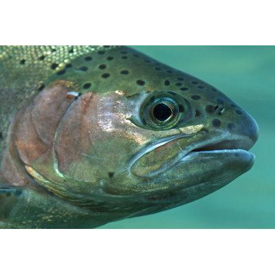 Rainbow Trout by PeaceLilyPhotography - Wrapped Canvas Print