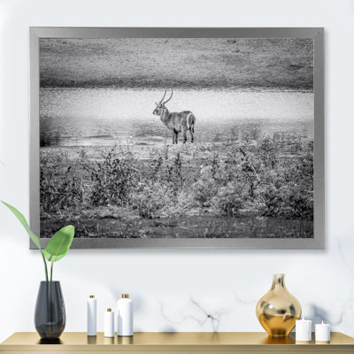 Gros mâle Waterbuck debout près de l'eau - peinture sur toile