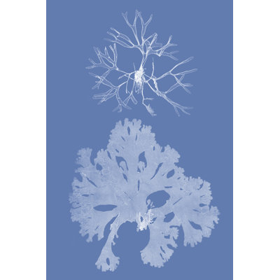 Seaweed Cyanotype III by Vision Studio - Wrapped Canvas Print