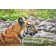 Ebern Designs Royal Bengal Tiger - Wrapped Canvas Photograph | Wayfair