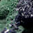 Calea Landscape & Nature Crystal