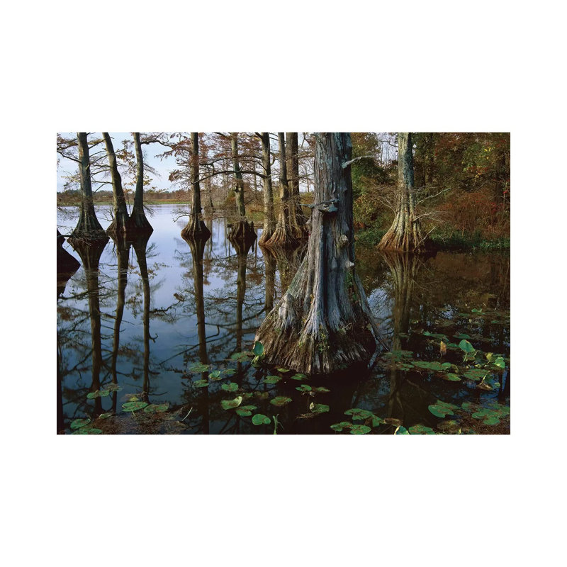 Bald Cypress At Upper Blue Basin, Reelfoot National Wildlife Refuge, Tennessee by Tim Fitzharris - Gallery-Wrapped Canvas Giclée on Canvas