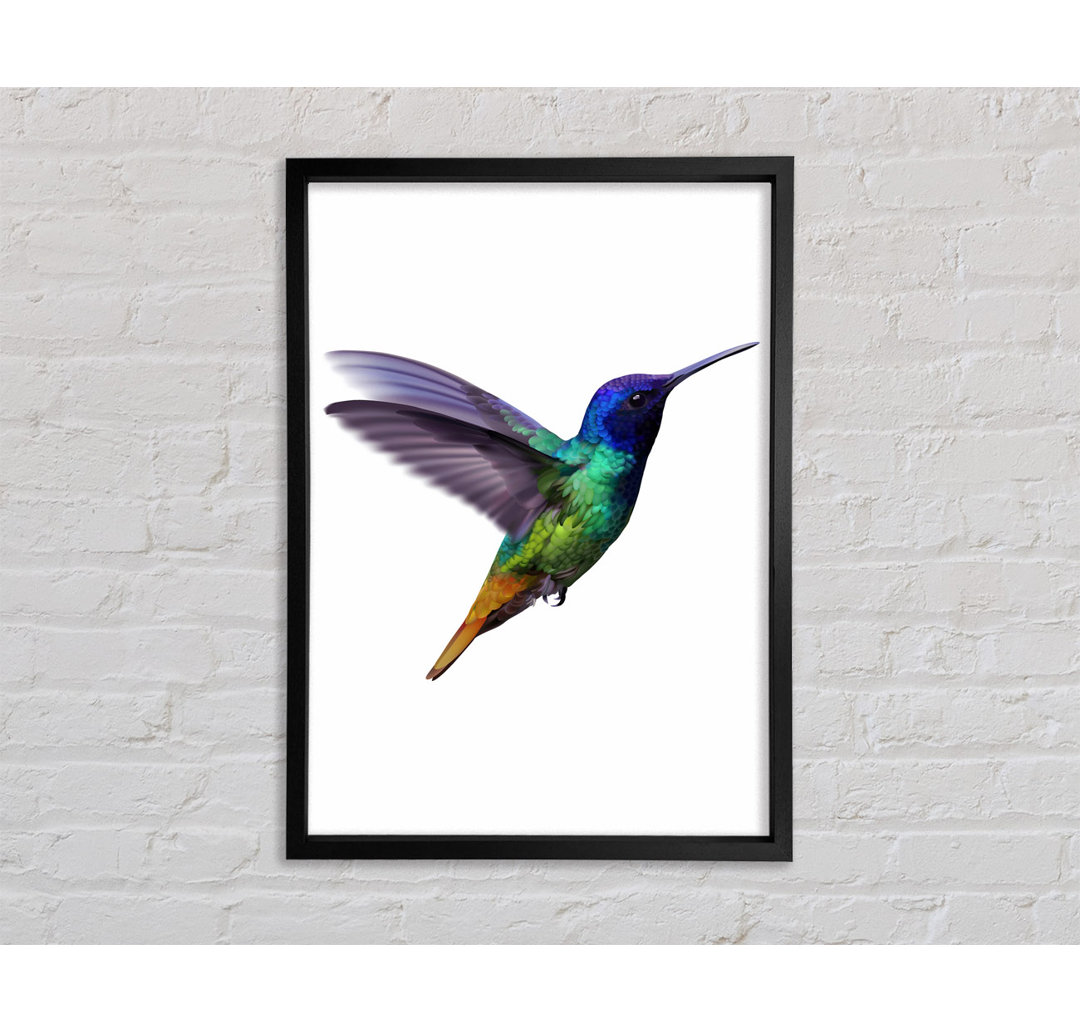 Hummingbird Colours - Einzelner Bilderrahmen Kunstdrucke auf Leinwand