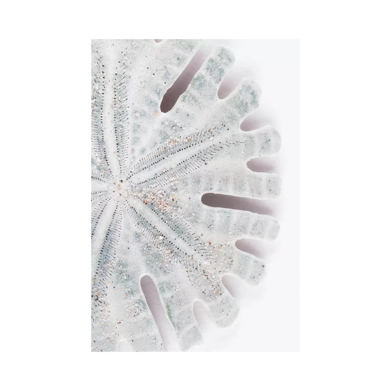 «Florida Sand Dollar» par Philippe Hugonnard - peinture sur toile tendue, H 12 po x l 8 po x P 0,75 po