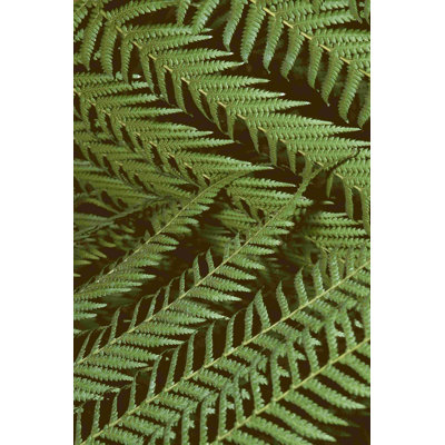 Motif de la nature II