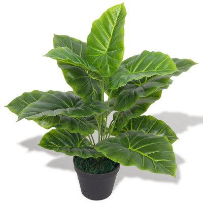 45cm Ficus Plant in Pot