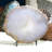 Cyinthia Crystal