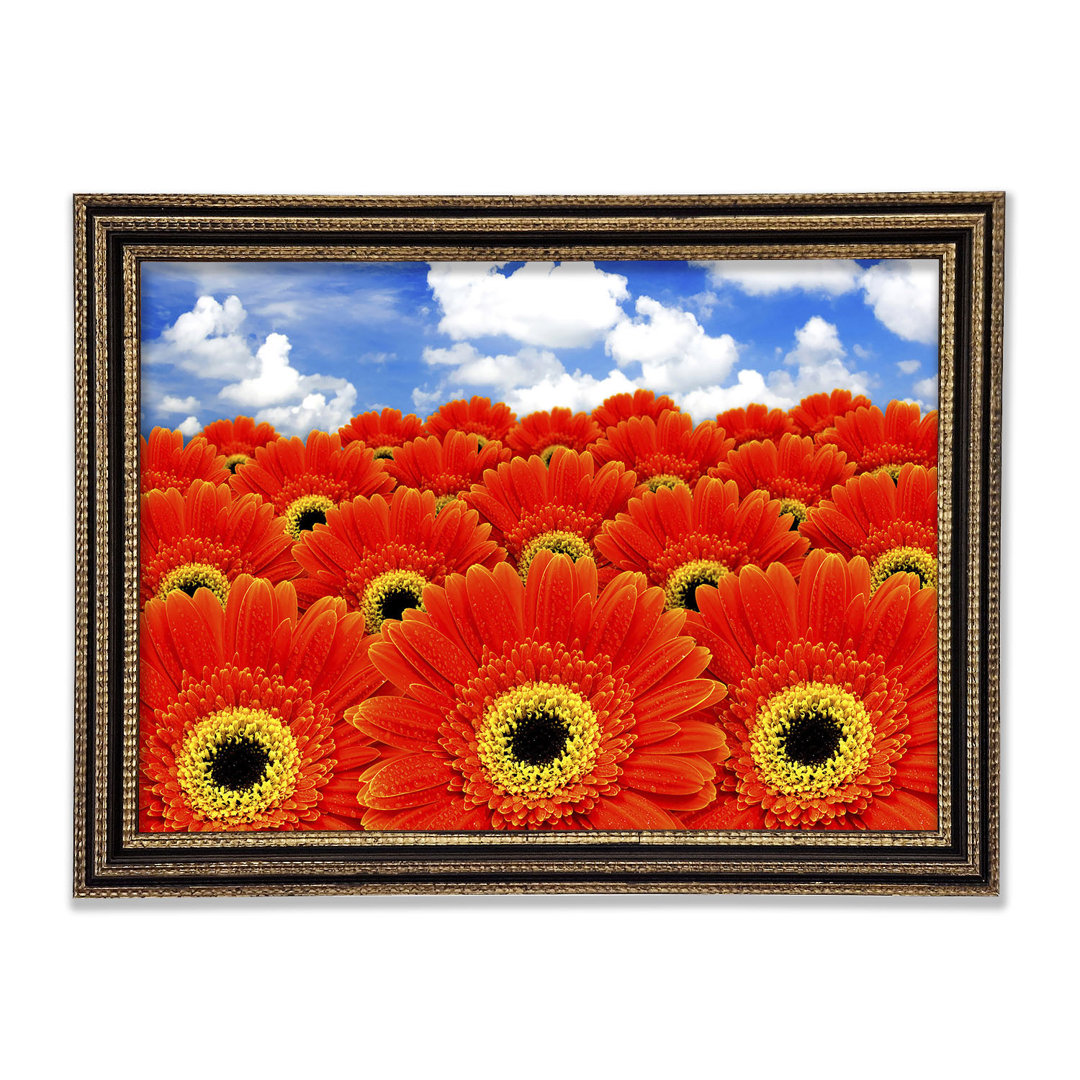 Gerahmter Grafikdruck Orange Gerbera Heaven